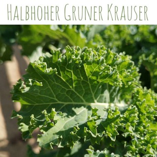 เมล็ด คะน้าใบหยิก เขียว (kale / Halbhoher Gruner Krauser )ประมาณ 100 เมล็ด