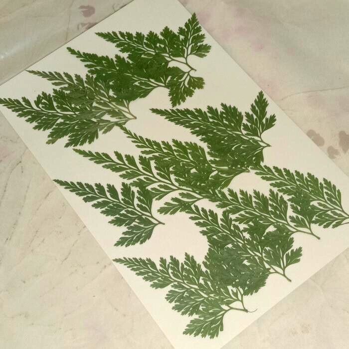 12 ชิ้น Fern Pressed ดอกไม้ดอกไม้แห้งอีพ็อกซี่เรซิ่น Diy บุ๊คมาร์ควัสดุ
