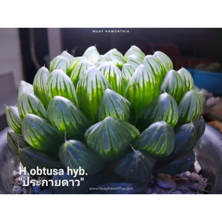 Haworthia obtusa ‘ประกายดาว’ A082