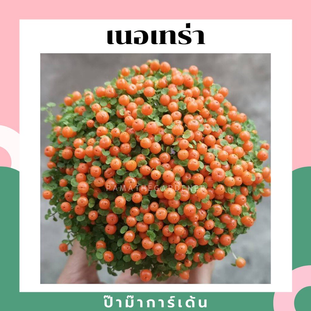 ต้นส้มเนอเทร่า ส้มจิ๋ว Nertera granadinsis ต้นจริง กระถาง 3 นิ้ว พุ่มแน่น