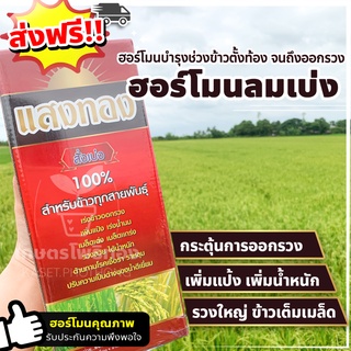 ฮอร์โมนพืช แสงทอง ฮอร์โมนลมเบ่ง สั่งเบ่ง อาหารเสริม บำรุงข้าวช่วงรับรวง เพิ่มผลผลิต ข้าวรวงใหญ่ ขนาด 1 ลิตร