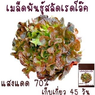 สลัดเรดโอ๊ค red oak lettuce 100 เมล็ด