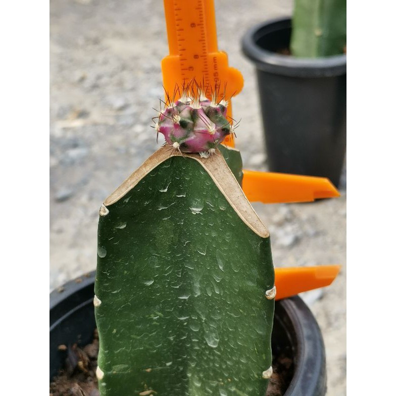 pdm Cactus แคคตัส กระบองเพชร ไม้อวบน้ำ ไม้กราฟ​