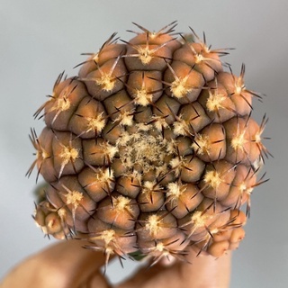 ออคโชด่าง กราฟ 🌵 gymnocalycium ochoterenae