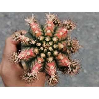 หน่อเด็ดสด sun stone Cactus ซัน สโตน ซันสโตน แคคตัส กระบองเพชร ไม้อวบน้ำ ไม้กราฟ ราคาถูก​