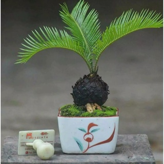 หัวหน่อ ต้นปรงญี่ปุ่น แคระ Cycas siamensis ต้นรอบลำต้นขนาด 15-20 ซม ส่งพร้อมกระถาง