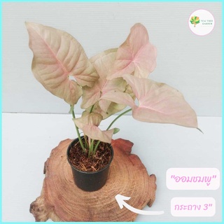 ต้นออมชมพู กระถาง 3 นิ้ว pink syngonium  สีชัด ใบใหญ่ ต้นไม้มงคล ต้นไม้ฟอกอากาศ ประดับบ้าน ประดับโต๊ะทำงาน หรือ ไว้หน้าโ