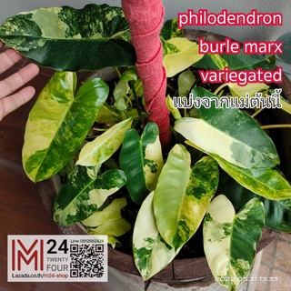 (ได้ต้นในรูป) Philodendron burle marx variegeted ฟิโลด่าง ฟิโลเดนดรอน เบอร์เบิ้ลมาร์คด่าง ฟิโลเดนดรอน เบอร์ลี่มาร์ค ฟิโล