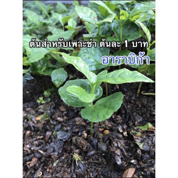 ต้นกาแฟอาราบิก้าต้นละ 1 บาท สำหรับเพาะชำ (มัดละ100ต้น) ชำไว้3-4 เดือนพร้อมปลูกลงดิน