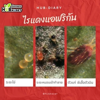 💥💥 สินค้ายกลัง 💥💥 ไวต์ออยล์ 1ลิตร*12ขวด (ไวต์ออยล์) ป้องกันเพลี้ยหอย เพลี้ยไฟ เพลี้ยแป้ง เพลี้ยไก่แจ้ แมลงหวี่ขาว