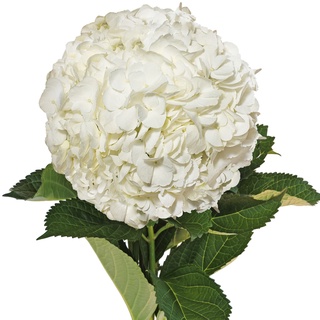 20 เมล็ด เมล็ดไฮเดรนเจีย Hydrangea Seeds สีขาว ไฮเดรนเยียสายพันธุ์ฝรั่งเศส