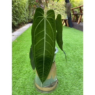 หน้าวัวควีน/anthurium waroquenum