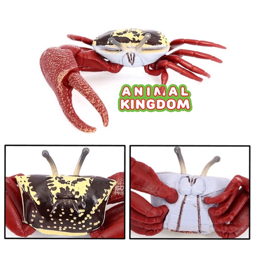 Animal Kingdom โมเดลสัตว์ Crab ปู ก้ามดาบ ลม ขนาด 9.00 CM (จากหาดใหญ่) ราคา ถูกที่สุด ดีลบีเคเค แกลเลอรีภาพที่ 4