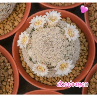 Mammillaria Magallanii แมกกานิอาย ไม้เมล็ด หนามสวย แคคตัส กระบองเพชร