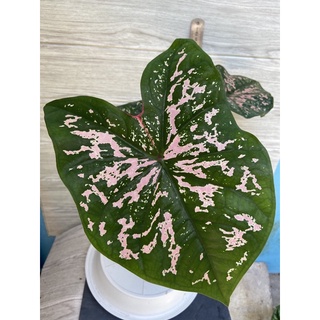 Caladium Elise กระถาง 5นิ้ว