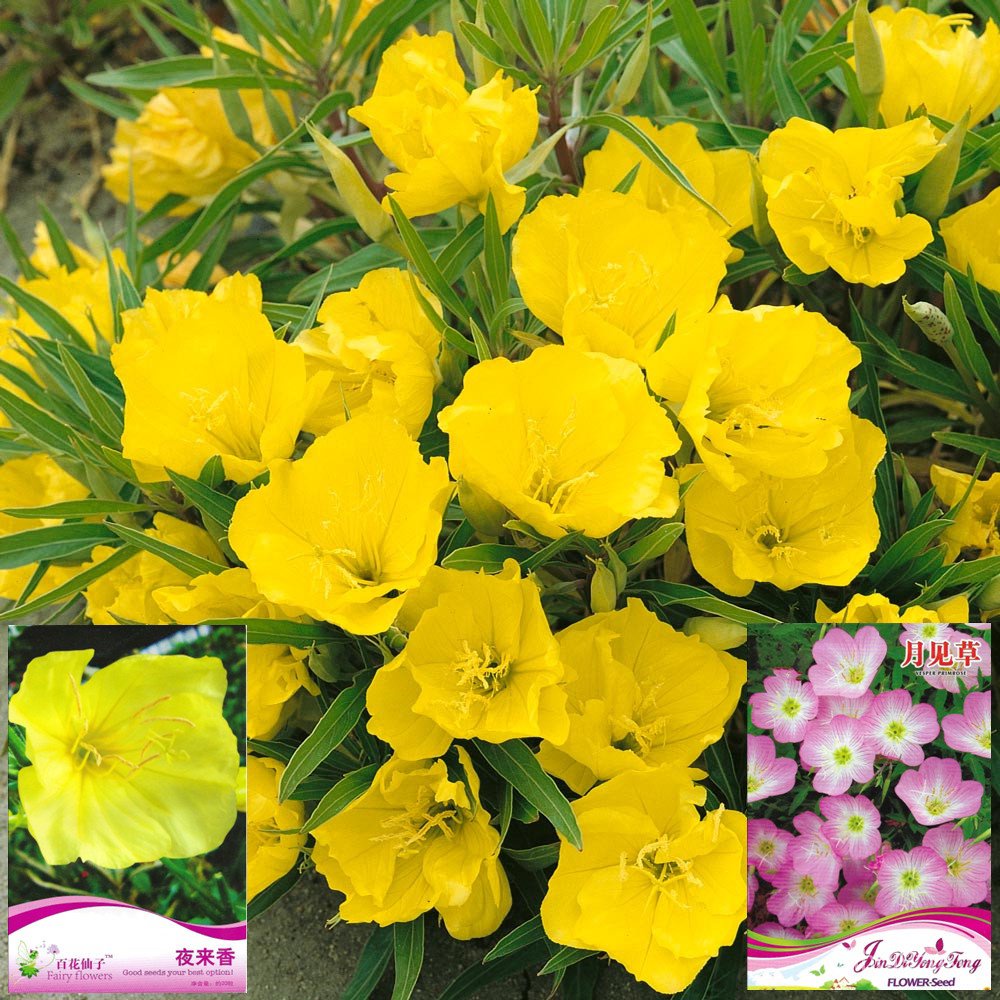 ขายดี สวนครัวเมล็ดอีฟนิ่งพริมโรสสีเหลืองสีชมพู yellowPink Evening ...