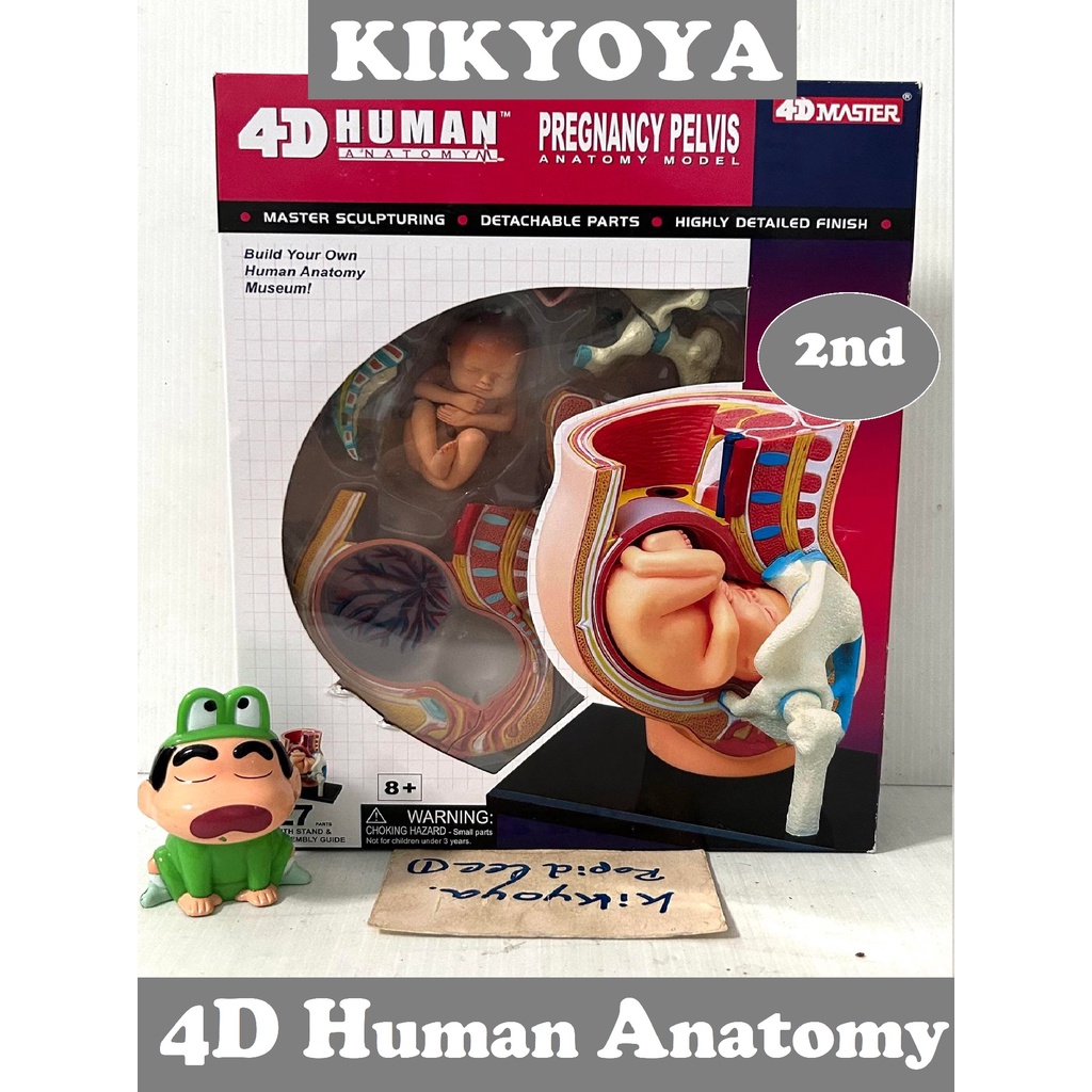 มือสอง 4D Human Pregnancy Pelvis Anatomy Model