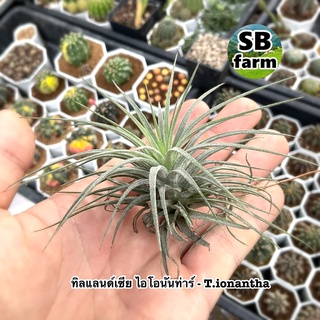 ทิลแลนด์เซีย ไอโอนันท่าร์ - T.ionantha . ทิลแลนเซีย (Tillandsia