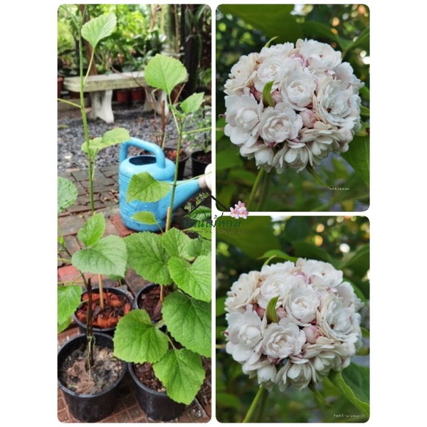 นางแย้ม ดอกออกเป็นช่อ ขนาดใหญ่ที่ประกอบด้วยดอกย่อยสีขาวอมม่วง