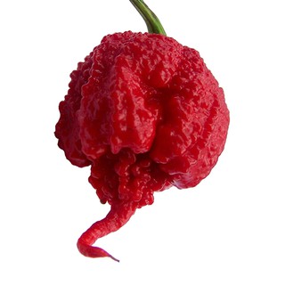 เมล็ด พริกแคโรไลนา รีพเปอร์ - Carolina Reaper pepper