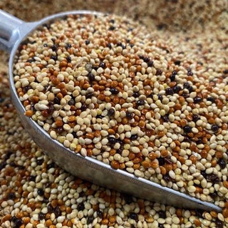 มิลเล็ตรวม 5สี Millet เขาเล็ก แพคสูญญากาศ อาหารนก สำหรับนก (1 kg )