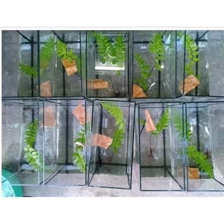 เฟิร์นก้านดำ ก้านละ 1 บาท (ขั้นต่ำ 20 ก้าน)ต้นไม้ที่ทำให้ปลาอบอุ่น ปลอดภัย เก็บสดใหม่จัดส่งวันต่อวัน