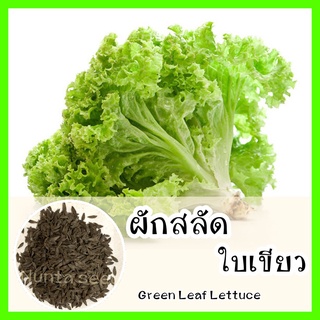 พร้อมส่ง ❗ รหัส 146  เมล็ดพันธุ์แท้ OP แท้   ผักสลัดใบเขียว - Green Leaf Lettuce เมล็ดผักสลัด ผักสลัด เมล็ดผักต่างๆ