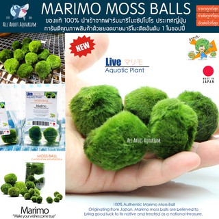 ราคา[ของแท้💯% พร้อมจัดส่ง] Marimo มาริโมะ สาหร่ายตกแต่งตู้ปลา สาหร่ายมาริโมะ มอสบอล สาหร่ายนำโชคญี่ปุ่น สาหร่ายญี่ปุ่น มอส