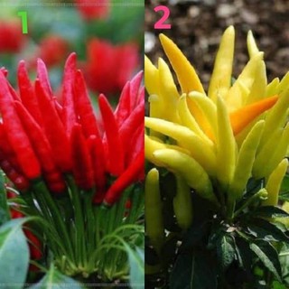 เมล็ดพันธุ์ พริกช่อจีน มีให้เลือก สีแดงและสีเหลือง Thee Cherry Pepper  บรรจุ 50 เมล็ด