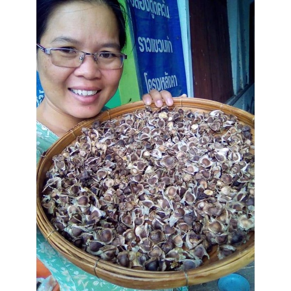 มะรุม​ยักษ์​ ขายเมล็ดพันธุ์1ชุด​50​บาท​บรรจุ​100เมล็ด​น้ำหนัก​30​กรัม - รูปที่ 3