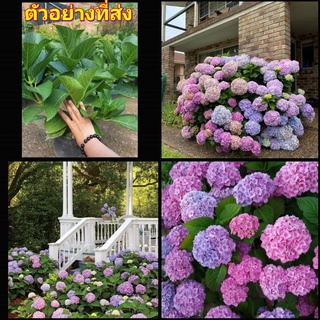 (1ต้น) ต้น ดอก ไฮเดรนเยีย Hydrangea พันธุ์ ดอกใหญ่ สวนนายนนท์