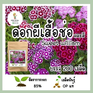 เมล็ดพันธุ์ ดอกผีเสื้อช่อ Sweet william คละสี 200เมล็ด 🌸💐เมล็ดพันธุ์OPแท้ อัตราการงอกสูง🌱