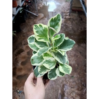 ต้นเปเปอร์โรเมียด่าง Peperomia obtusifolia (L.) A.Dietr.