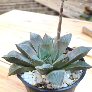 Harworthia  Murcia SP.บัวแก้ว