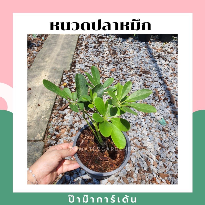 หนวดปลาหมึก มาพร้อมกระถาง 5-6 นิ้ว ไม้แดด