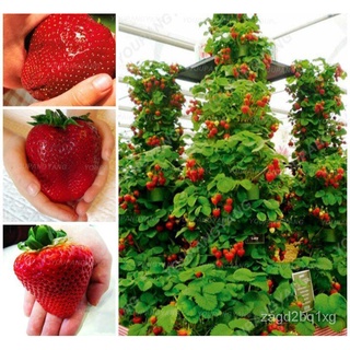 เมล็ดพันธุ์สตอเบอรี่ยักษ์ 500 เมล็ด Sweet Strawberry Seeds Fruit Seeds   เมล็ดพันธุ์แท้ ปลูกง่ายปลูกได้ทั่วไทยRoseZinnia