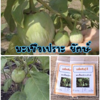 เมล็ดพันธุ์ มะเขือเปราะยักษ์ 50 เมล็ด Giant Eggplant มะเขือเปราะ  (ซื้อ 10 แถม 1 คละอย่างได้)