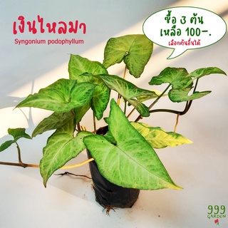 ต้นเงินไหลมา เรียกทรัพย์ให้ไหลมา ซื้อ3ต้น100-. (Syngonium podophyllum) 999garden