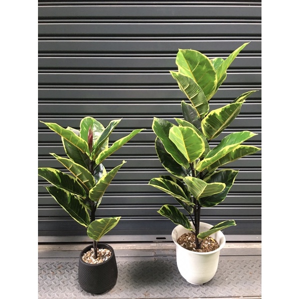 ต้นยางอินเดียด่างเหลืองปลอม ต้นไม้ด่าง ต้นไม้ปลอม ( Artificial Tree