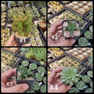กระบองเพชร แคคตัส (Cactus/ Succulent)  4/20/20