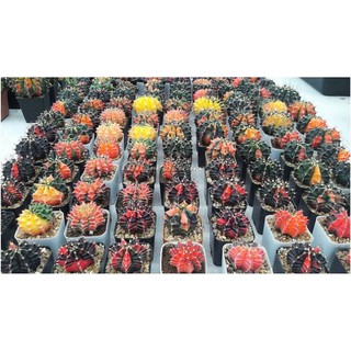 Gymnocalycium variegata Cactus mix 50เมล็ด.-149