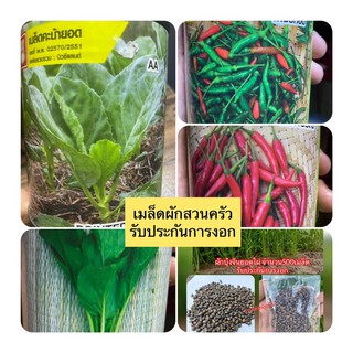 เมล็ดพันธ์ุผักสวนครัว🌱รับประกันการงอกขนาด50-500เมล็ด