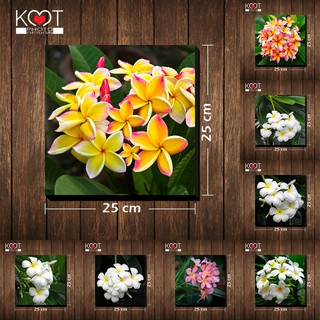 กรอบลอย ติดผนัง ภาพดอกไม้ ดอกลีลาวดี (ขนาด 25x25 ซม.)