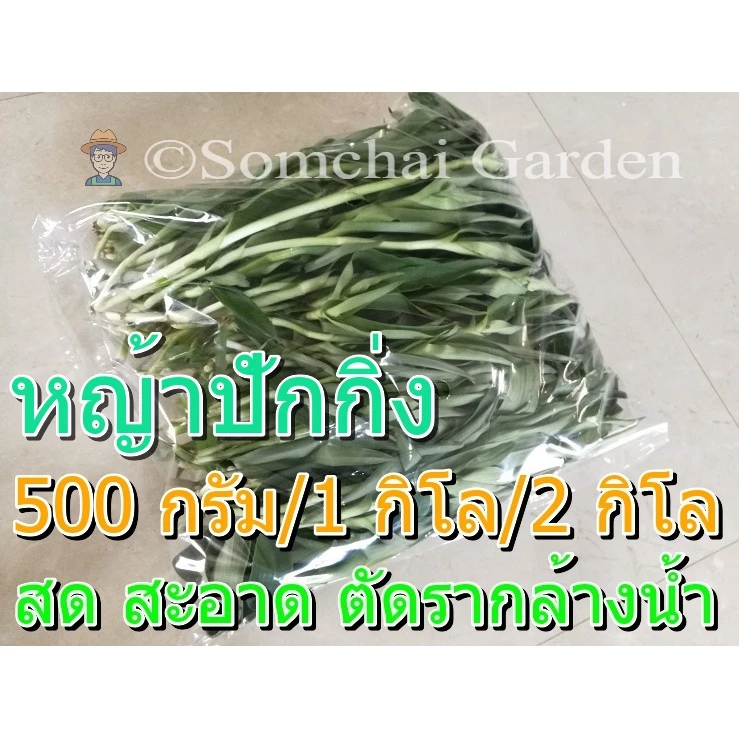 หญ้าปักกิ่ง ต้นสด อายุ 3-4 เดือน ปลูกแบบอินทรีย์ (สมุนไพรกระตุ้นภูมิคุ้มกัน)
