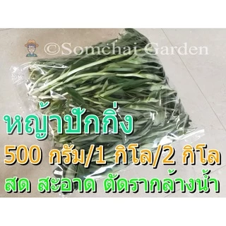 หญ้าปักกิ่ง ต้นสด อายุ 3-4 เดือน ปลูกแบบอินทรีย์ (สมุนไพรกระตุ้นภูมิคุ้มกัน)