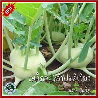 100 เมล็ด กะหล่ำปม Kohlrabi / โควราบิ เมล็ดกะหล่ำปม เมล็ดพันธุ์กะหล่ำปม กระหล่ำปม