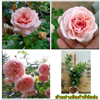 (ขาย ต้นพันธุ์) ต้น ดอก Abraham darby ( อับราฮัม ดาร์บี้ ) กุกลาบ rose เบนซ์ / วาสนา / กุลชญา