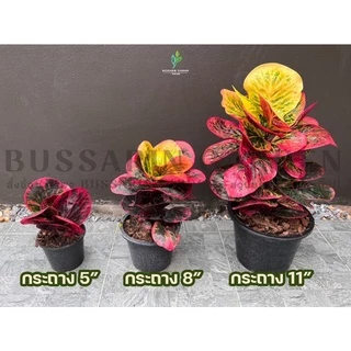 ต้นโกสนพันธุ์ บุศรินทร์ ไซส์ใหญ่ กระถาง 8" สูง 30-40 เซนติเมตร ซื้อ 10 แถม 1 (จัดส่งแบบถอดกระถาง+รับประกันสินค้า)