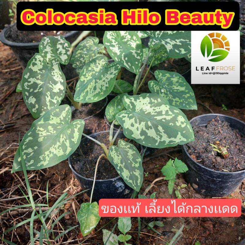 Colocasia Hilo Beauty เเท้ 100% กระถาง 4 นิ้ว โคโลคาเซีย บอนเสือพราน บอนลายเสือ