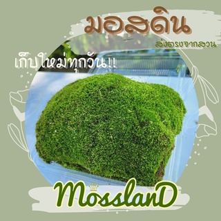 มอสดิน (สวนขายเอง) รับประกันความสดใหม่ ปริมาณเต็มที่ 1 กล่อง ขนาด 12 x 17 x 6.5cm อัดแน่นเต็มกล่อง บอนไซ